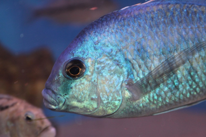 Chilotilapia rhoadesii